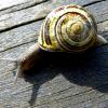 Schnecke