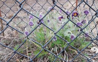 Die Kuhschelle unter Schutz